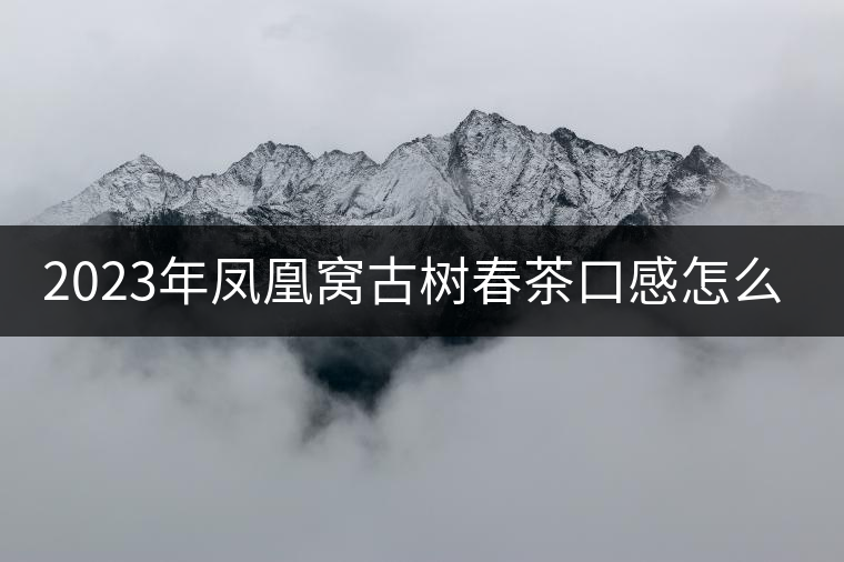 2023年鳳凰窩古樹春茶口感怎么樣？