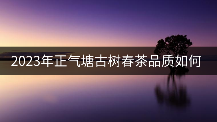 2023年正氣塘古樹春茶品質如何？