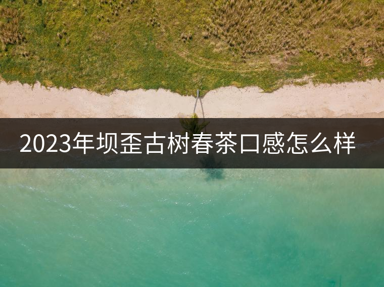 2023年壩歪古樹春茶口感怎么樣？