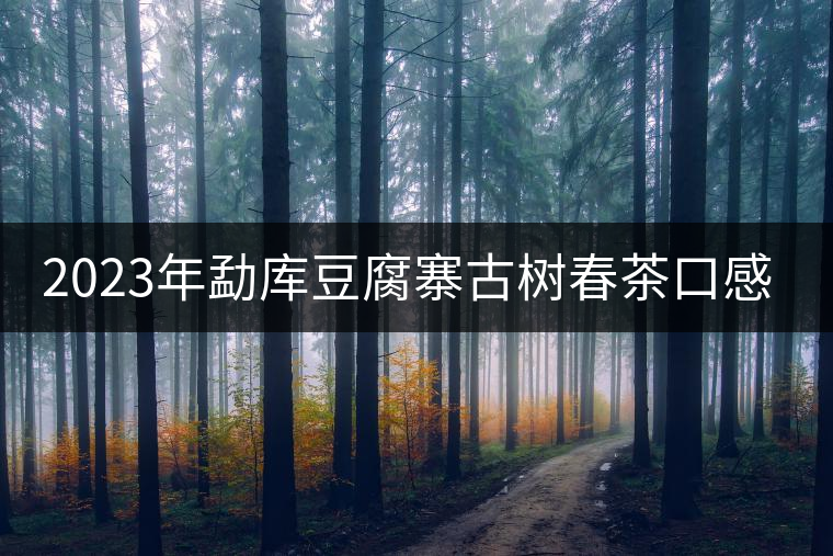 2023年勐庫豆腐寨古樹春茶口感怎么樣？