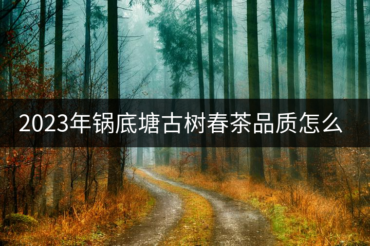 2023年鍋底塘古樹春茶品質(zhì)怎么樣？
