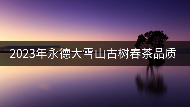 2023年永德大雪山古樹春茶品質如何？