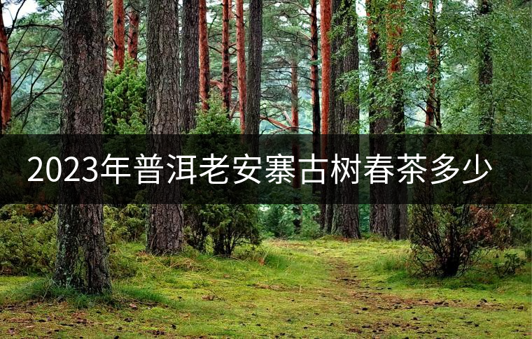 2023年普洱老安寨古樹(shù)春茶多少一公斤？