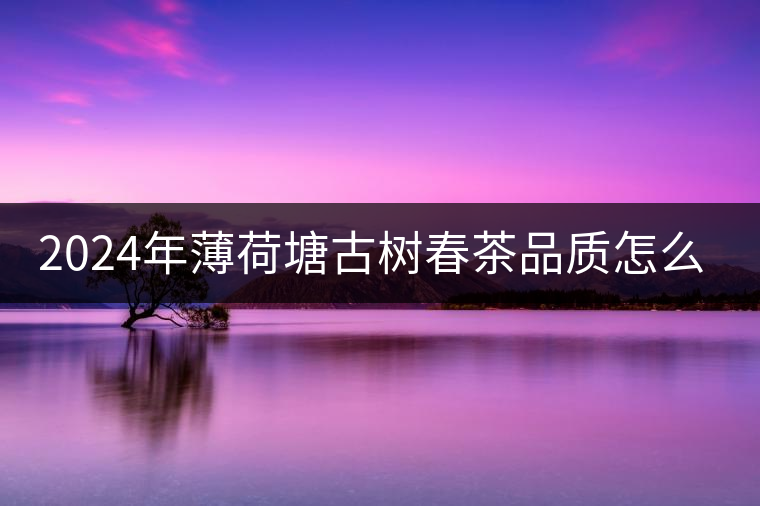 2024年薄荷塘古樹春茶品質(zhì)怎么樣？