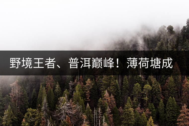 野境王者、普洱巔峰！薄荷塘成為普洱無冕之王的十大原因