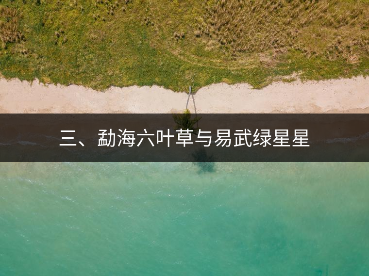 三、勐海六葉草與易武綠星星