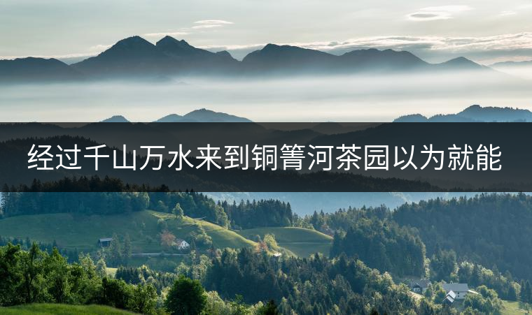 經(jīng)過千山萬水來到銅箐河茶園以為就能收到茶了？