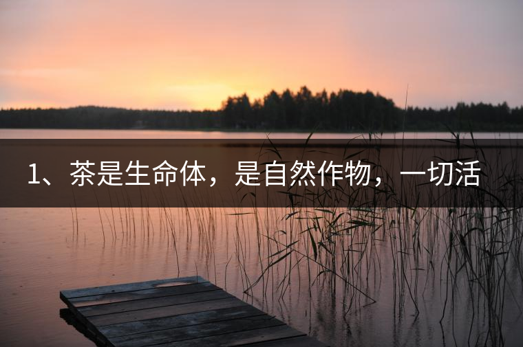1、茶是生命體，是自然作物，一切活動(dòng)受自然規(guī)律影響。