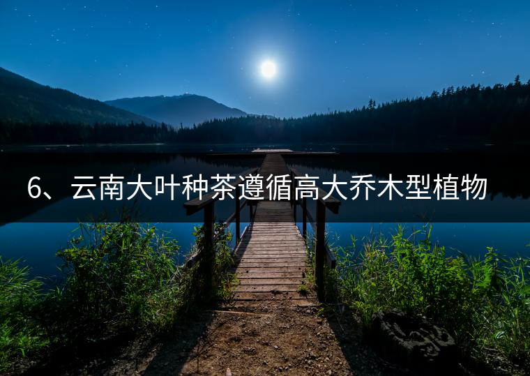 6、云南大葉種茶遵循高大喬木型植物的普遍規(guī)律。