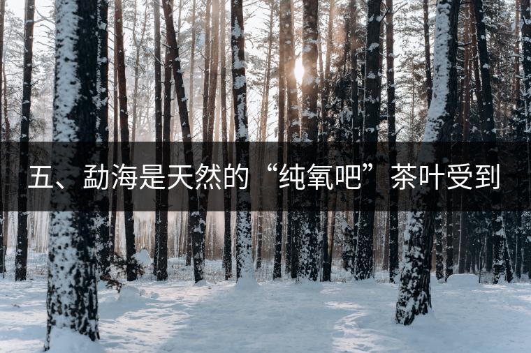 五、勐海是天然的“純氧吧”茶葉受到很好的潤(rùn)澤