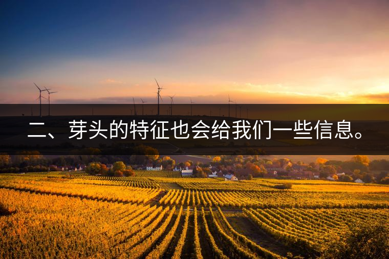 二、芽頭的特征也會給我們一些信息。