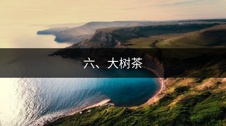 六、大樹茶