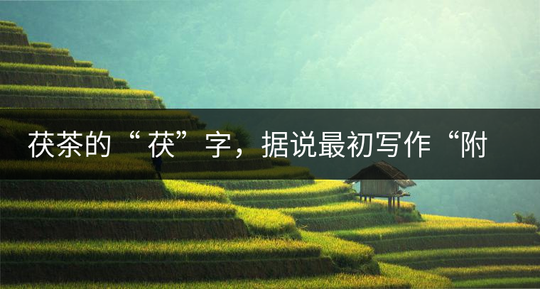 茯茶的“ 茯”字，據(jù)說最初寫作“附”，意思就是非“正”品，次等貨。茯磚茶選料多用質(zhì)地很老的茶葉，加上茶梗與枝葉拼配。陳化后，性溫，有著獨(dú)特的營養(yǎng)價(jià)值，更有助于幫助消化去膩。有些時候，茶傳播也有尷尬的時候，今天中原大地流行喝陳茶的時候，這個地方卻開始喝新茶。喝也喝出問題來，磚茶不適合品新，因?yàn)槔现θ~含氟高的緣故，許多牧民甚至氟中毒，國家正在著手解決這一問題。但從根本上來說，還是需要消費(fèi)者回到自己的傳統(tǒng)，把茶葉的儲藏習(xí)慣繼續(xù)保留。