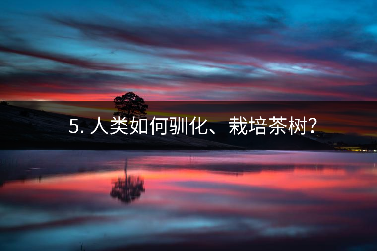 ??5. 人類如何馴化、栽培茶樹？