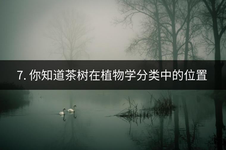 ??7. 你知道茶樹在植物學(xué)分類中的位置嗎？