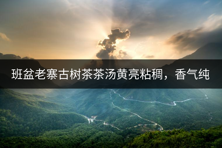班盆老寨古樹茶茶湯黃亮粘稠，香氣純高，滋味清甜柔順，略苦澀，苦澀不會持久1-2秒后轉(zhuǎn)為甘甜，喉嚨清爽無燥感，舌面回甘，生津持久，外形條索油亮，肥大顯毫、葉脈清晰、葉質(zhì)軟。茶氣強(qiáng)勁、韻味回繞時(shí)間極長，滋味釅醇，茶氣凜冽，回甘生津較猛，喉韻較深。幾杯下肚有較為明顯的體感表現(xiàn)（背脊、額頭發(fā)汗），沒有其他雜味。