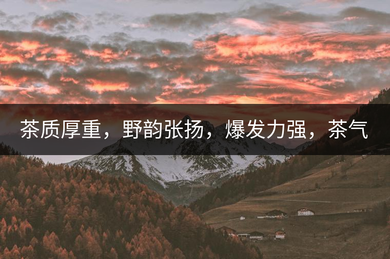 茶質(zhì)厚重，野韻張揚(yáng)，爆發(fā)力強(qiáng)，茶氣十足