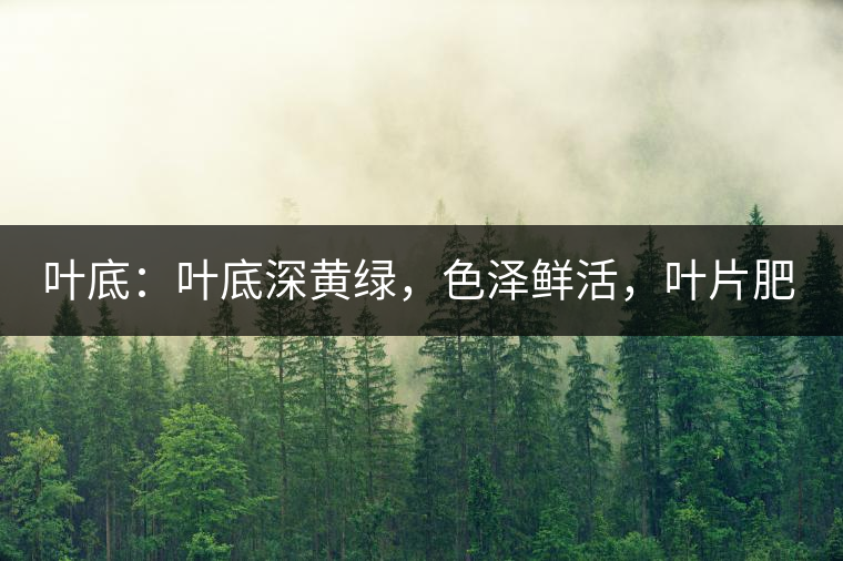 葉底：葉底深黃綠，色澤鮮活，葉片肥厚，梗莖肥壯，而且非常柔韌。