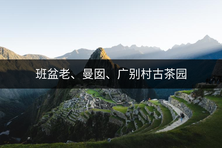 古茶樹的特點是