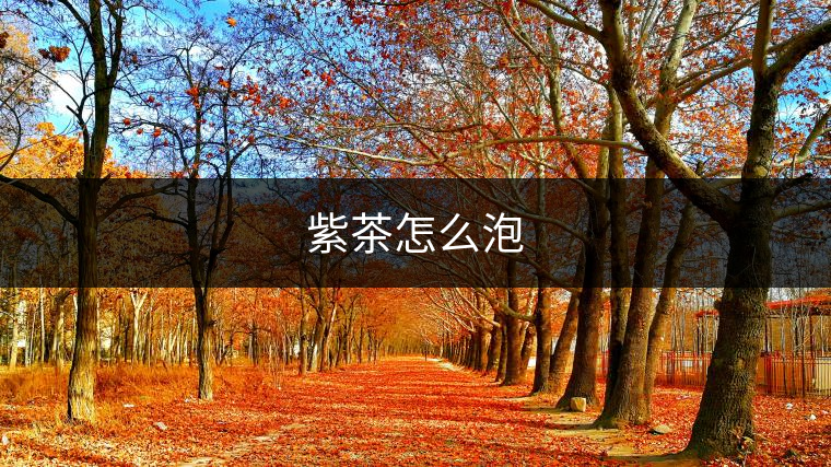 紫茶怎么泡