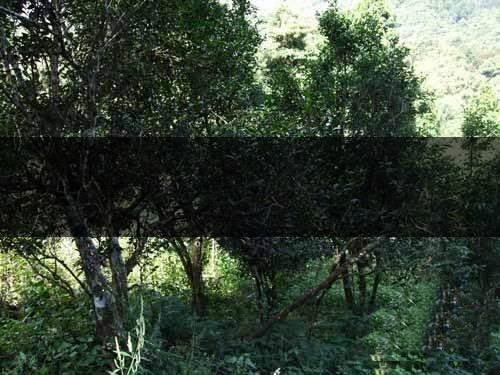 云南省昆明市茶業(yè)簡(jiǎn)述(四) 云南省昆明市茶業(yè)簡(jiǎn)述(四)