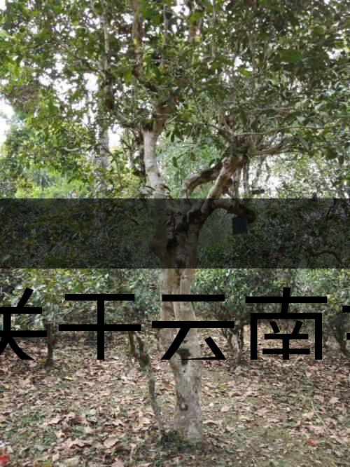 有關(guān)于云南主要茶產(chǎn)區(qū)（臨滄市）的介紹！