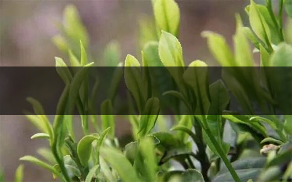 什么是雨前茶？雨前茶有何特點？