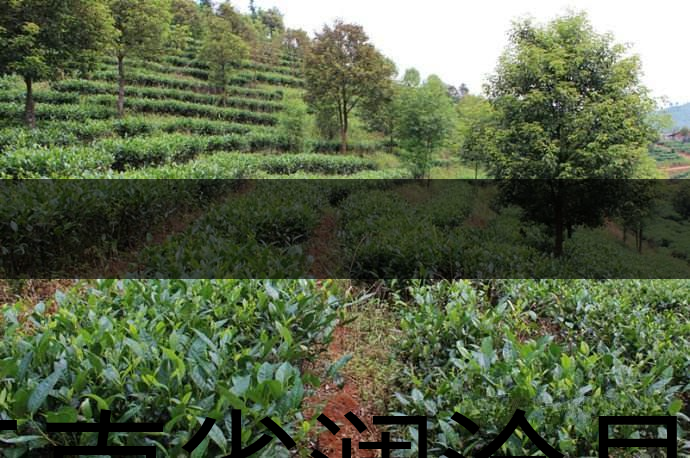云南省瀾滄縣茶業(yè)概況簡述(第三章) 云南省瀾滄縣茶業(yè)概況簡述(第三章)