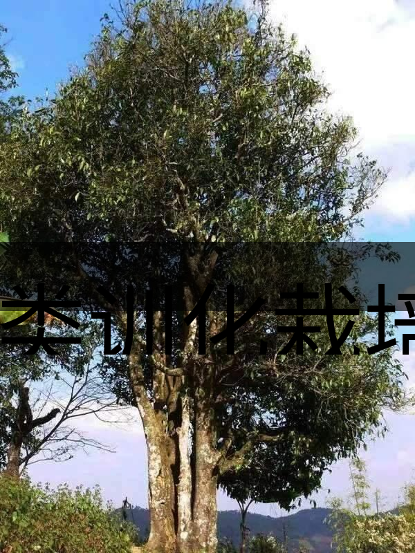 人類訓(xùn)化栽培野生茶樹活標(biāo)本介紹