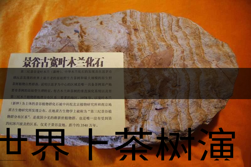 世界上茶樹演化的始祖是不是寬葉木蘭化石？