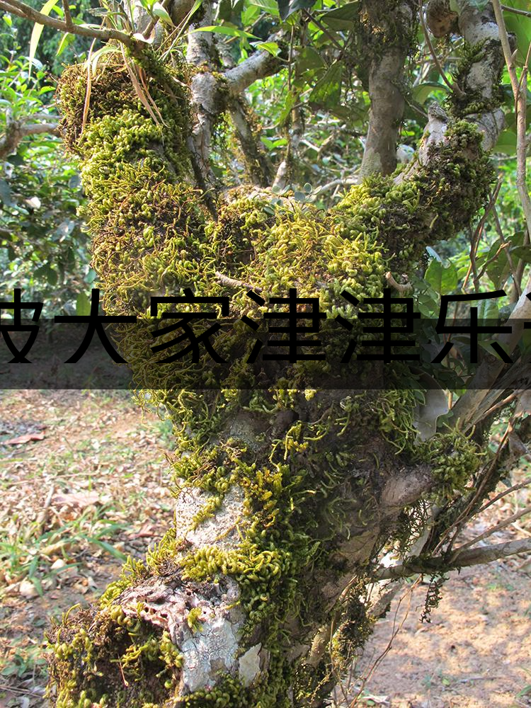 被大家津津樂道的森林茶，你知道是什么？-3-1