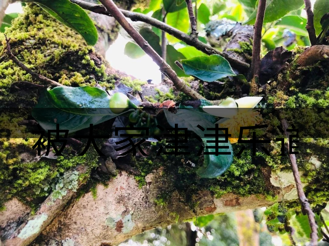 被大家津津樂道的森林茶，你知道是什么？-4-1