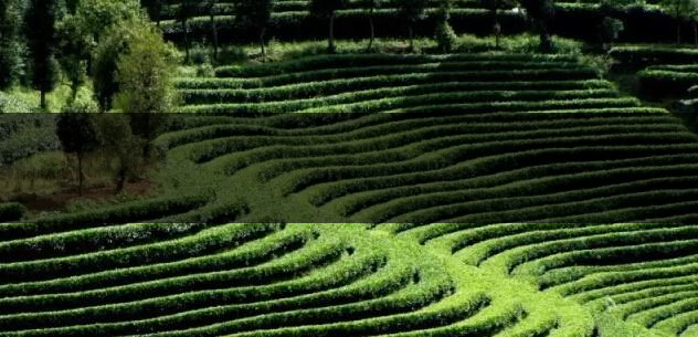 臺地茶(生態(tài)茶)葉底特征辨別-2 臺地茶(生態(tài)茶)葉底特征辨別-2