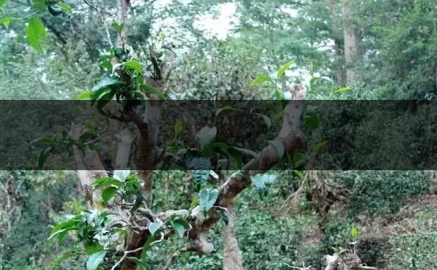 古樹茶（大樹茶）葉底特征辨別-2