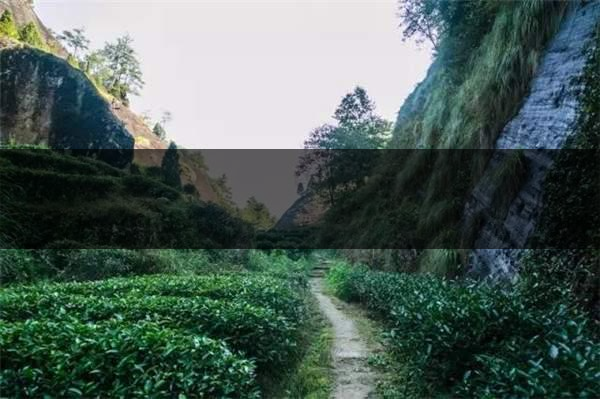 喝武夷山巖茶的香，什么是工藝香？-3