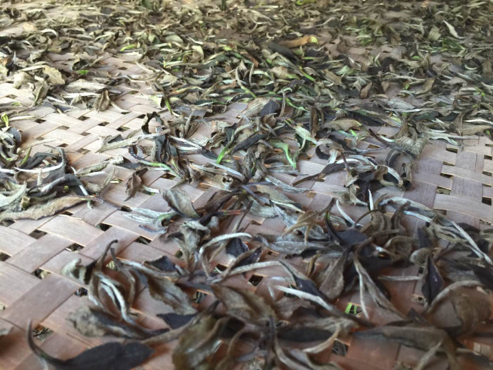 2020年普洱春茶的故事你想好了嗎？