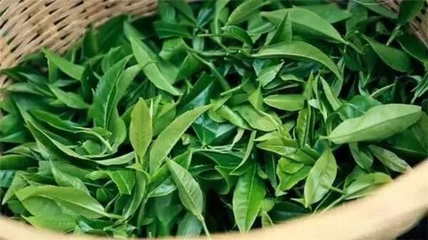 2021年曼秀古樹茶，易武的超級黑馬