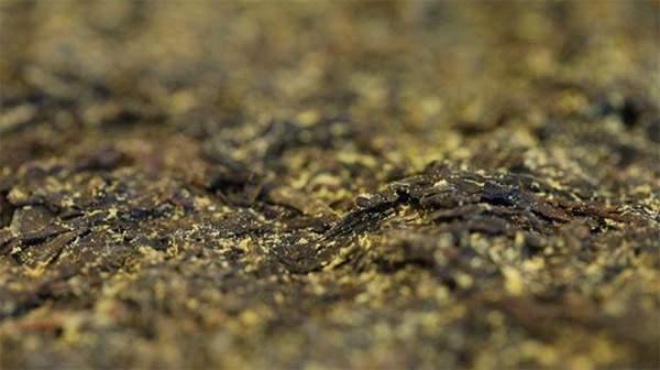 你手中的茯茶金花有可能是假金花？