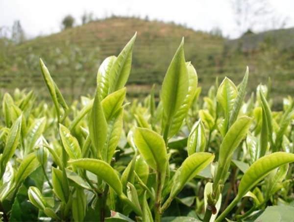 春茶到底好在哪里？