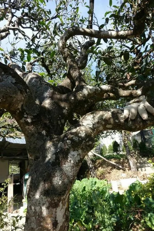 2021年冰島秋茶為何也受喜愛？