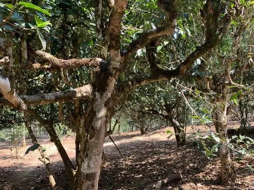 2021年磨烈古樹秋茶特點(diǎn)？