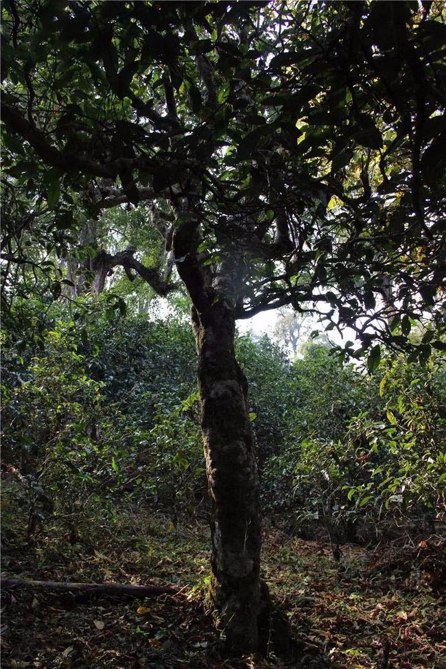 2021年大戶賽古樹秋茶特點(diǎn)？