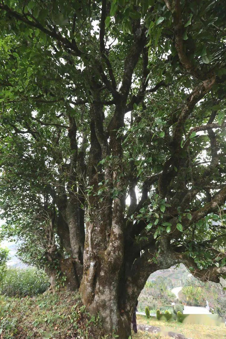 2021臨滄大戶賽秋茶因何被稱為潛力股？