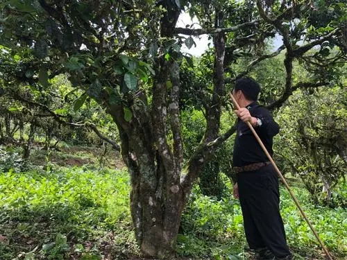 2021年大雪山古樹(shù)秋茶特點(diǎn)？