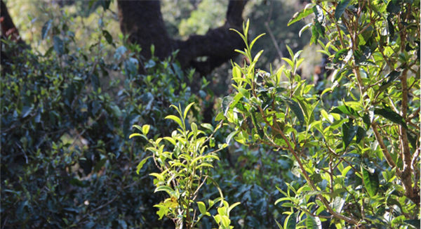 2021大雪山古樹(shù)秋茶香甜順滑！