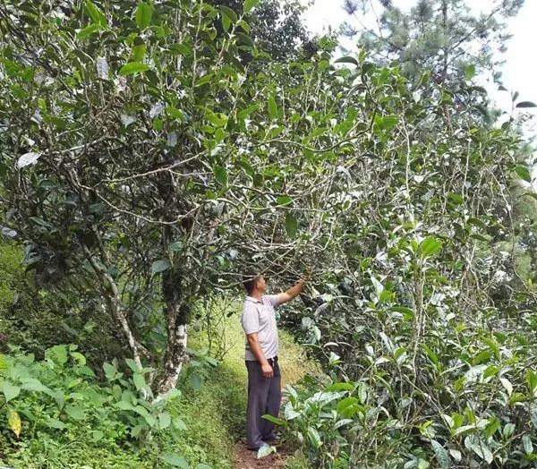 2021壩糯古樹秋茶藤條茶！不是樹種，而是這樣形成的！