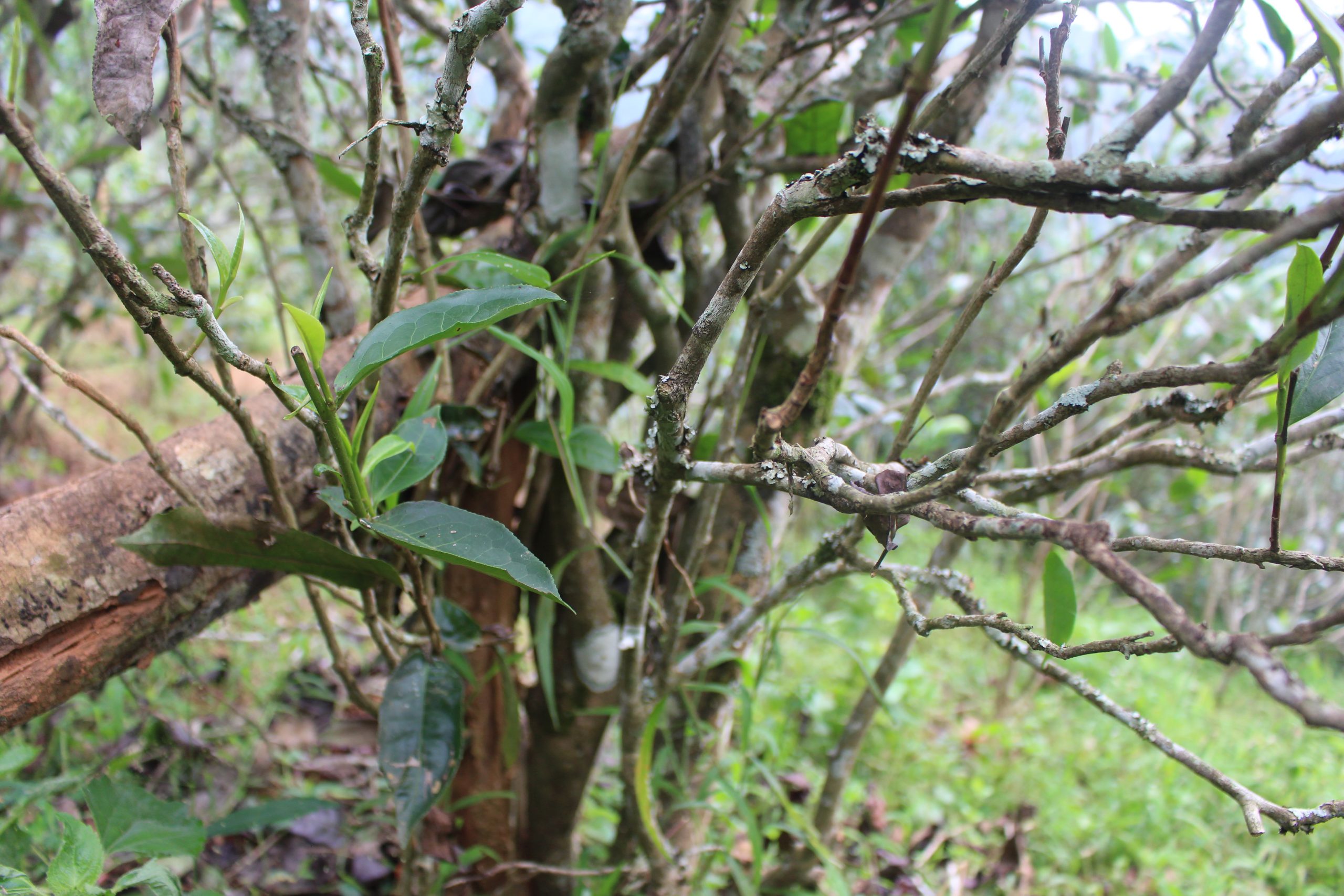 2021年壩糯古樹秋茶價格多少？