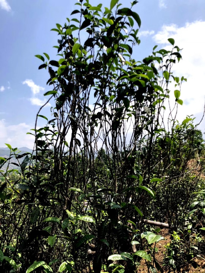 2021年壩糯古樹秋茶品鑒！