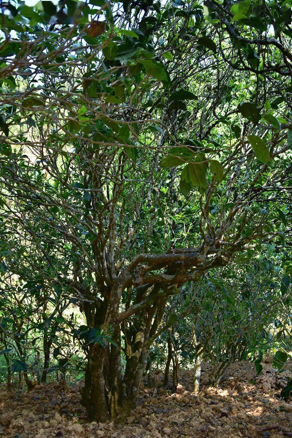 2021年正氣塘古樹秋茶口感是什么？