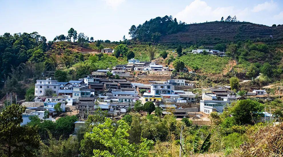 2021年正氣塘古樹秋茶為何號(hào)稱小冰島？